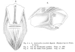 Gastroschiza foveolata