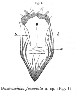 Gastroschiza foveolata - Original description image
