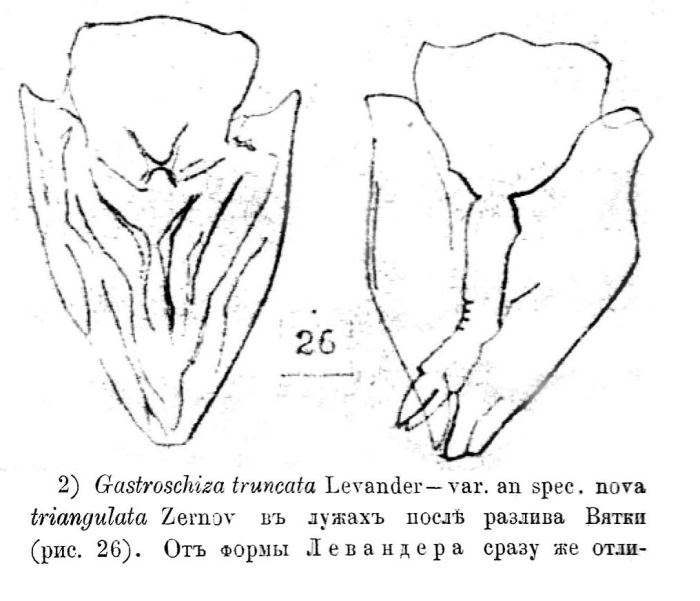 Gastroschiza truncata var. triangulata - Original description image