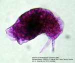 Glaciera schabetsbergeri