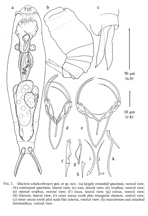 Glaciera schabetsbergeri - Original description image