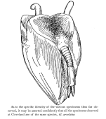 Gomphogaster areolata