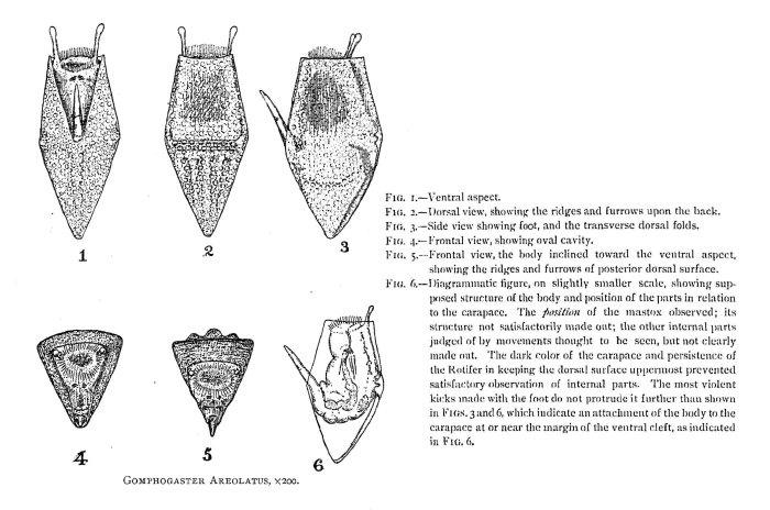 Gomphogaster areolata - Original description image
