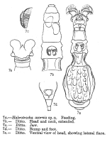 Habrotrocha acornis