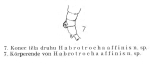 Habrotrocha affinis