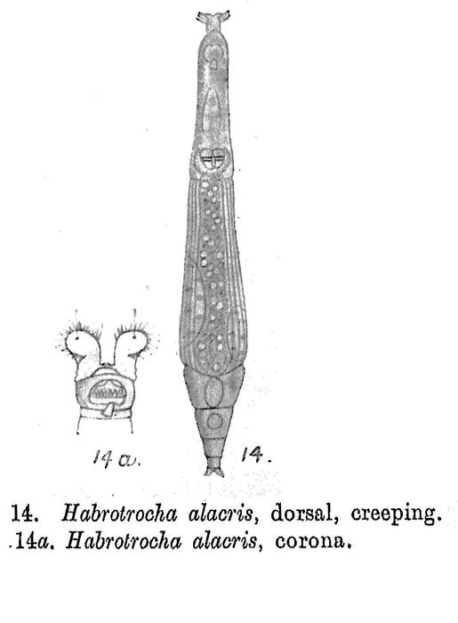 Habrotrocha alacris - Original description image