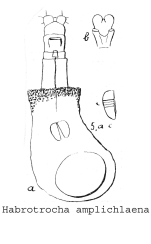 Habrotrocha amphichlaena - Original description image