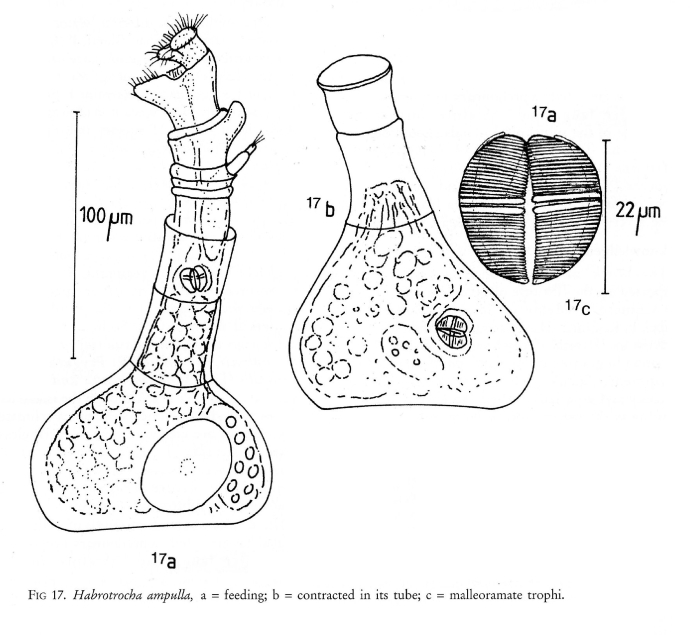 Habrotrocha ampulla Habrotrocha ampulla