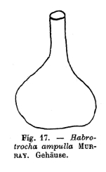 Habrotrocha ampulla