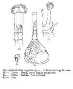 Habrotrocha ampulla - Original description image