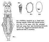Habrotrocha angularis