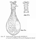 Habrotrocha angusticollis