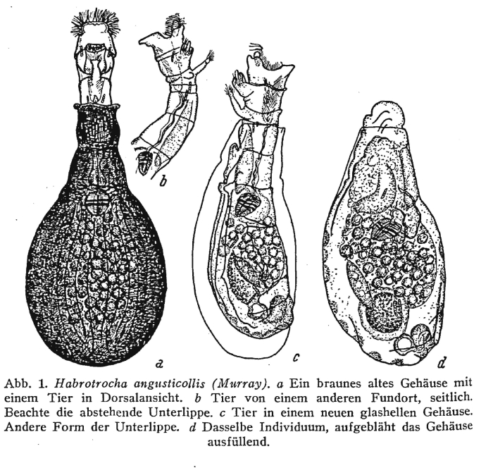 Habrotrocha angusticollis Habrotrocha angusticollis