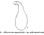 Habrotrocha angusticollis