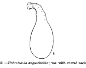 Habrotrocha angusticollis