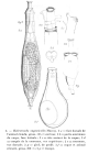 Habrotrocha angusticollis