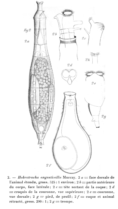Habrotrocha angusticollis Habrotrocha angusticollis