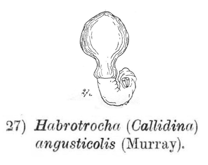 Habrotrocha angusticollis Habrotrocha angusticollis
