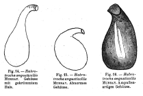 Habrotrocha angusticollis