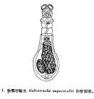 Habrotrocha angusticollis