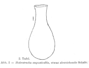 Habrotrocha angusticollis