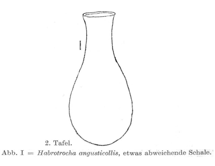 Habrotrocha angusticollis