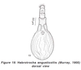 Habrotrocha angusticollis