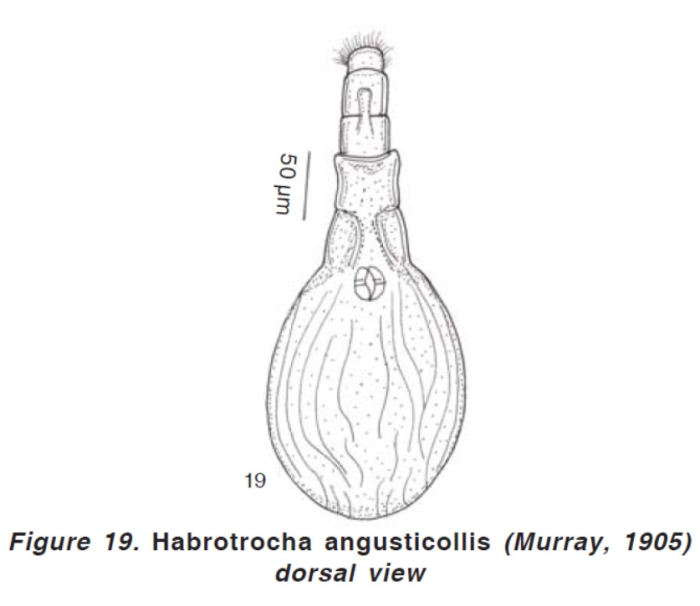 Habrotrocha angusticollis