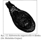 Habrotrocha angusticollis