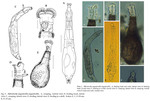 Habrotrocha angusticollis