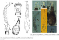 Habrotrocha angusticollis