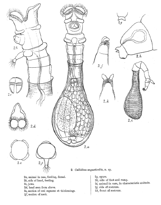 Habrotrocha angusticollis - Original description image