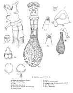 Habrotrocha angusticollis