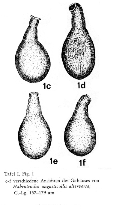 Habrotrocha angusticollis alterversa - Original description image