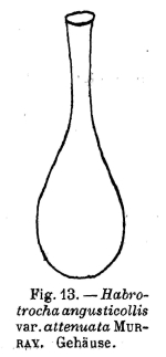 Habrotrocha angusticollis attenuata