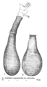 Habrotrocha angusticollis attenuata - Original description image