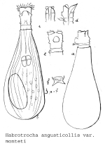 Habrotrocha angusticollis monteti - Original description image