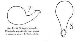 Habrotrocha angusticollis reversa