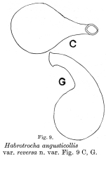Habrotrocha angusticollis reversa - Original description image