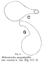 Habrotrocha angusticollis reversa