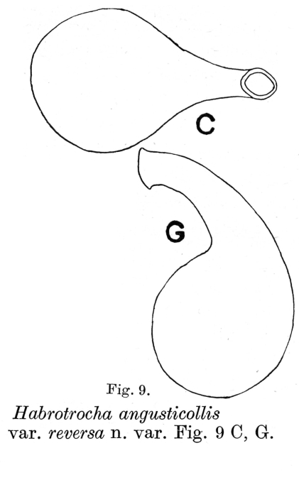 Habrotrocha angusticollis reversa Habrotrocha angusticollis reversa