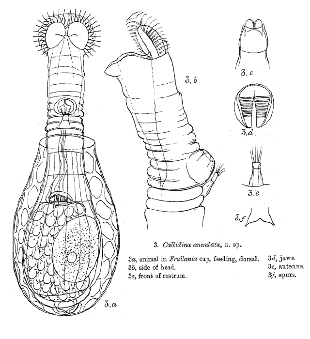 Habrotrocha annulata Habrotrocha annulata