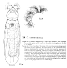 Habrotrocha antarctica