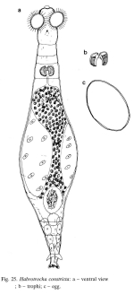 Habrotrocha antarctica