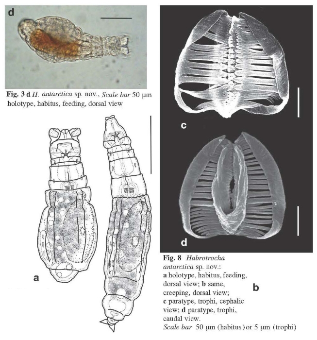 Habrotrocha antarctica - Original description image