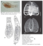 Habrotrocha antarctica