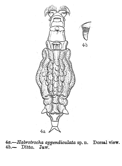 Habrotrocha appendiculata - Original description image