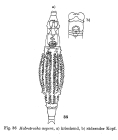 Habrotrocha aspera