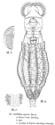 Habrotrocha aspera