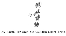 Habrotrocha aspera